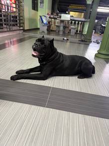 Cane corso