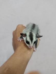 White face jantan jinak biasa