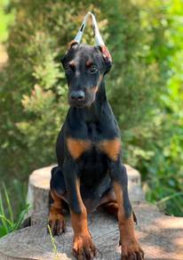 DOBERMAN PUPPIES 🐻 H180 Female ~ Certificate