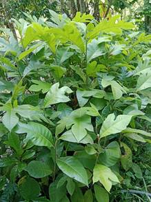 Pokok tarap sabah