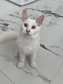 Mainecoon