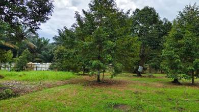 Agricultural-Land-for-sale-Pontian-Johor
