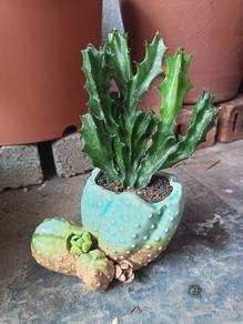 Cactus