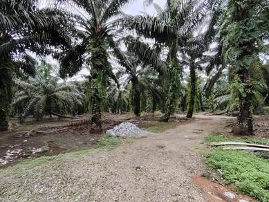 Residential-Land-for-sale-Pekan-Nanas-Johor