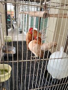 Ayam senama