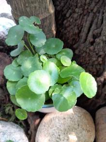 1 cup x Gotu Kola Centella asiatica