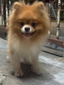 Pomeranian stud service