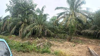 Tanah Pertanian Sawit Parit Jelutung Darat Ayer Baloi Johor Good Value