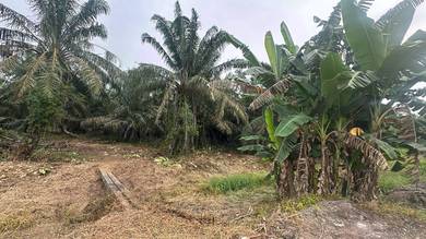 Tanah Pertanian Sawit Parit Jelutung Darat Ayer Baloi Johor Good Value