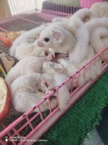 leu sugar glider 