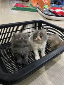kucing kitten open booking