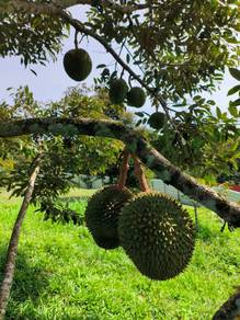 Non Bumi 7 Acres Freehold Durian Farm near Raub Town Water Elec Supply