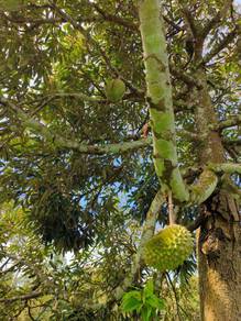Non Bumi 7 Acres Freehold Durian Farm near Raub Town Water Elec Supply