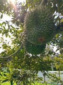 Non Bumi 7 Acres Freehold Durian Farm near Raub Town Water Elec Supply