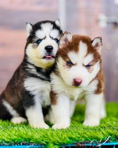 pomsky puppies 