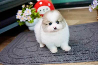 Pomeranian puppies 