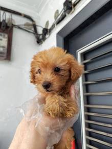 Super cute toy poodle light brown teddy bear