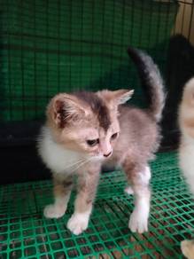 Bsh blue gold