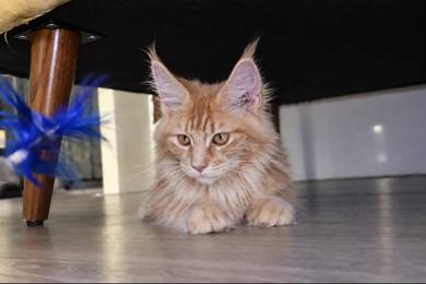 male red tabby cert