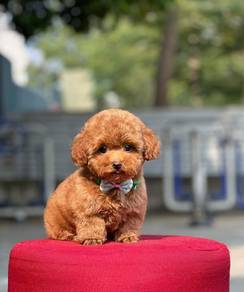 maltipoo1/