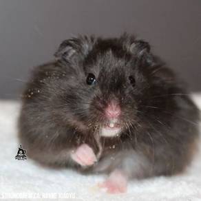 Hamster Syrian BigBone Hitam — Jantan 2 Ekor