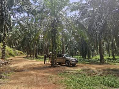 Agricultural-Land-for-sale-Teluk-Intan-Perak