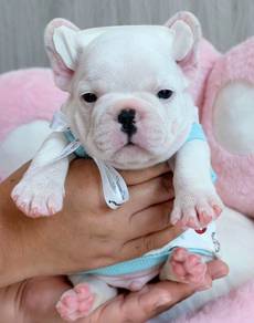 FRENCH BULLDOG PUPPIES VIP270🌻Cute & Healthy Boy