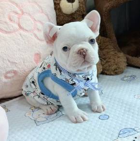 FRENCH BULLDOG PUPPIES VIP271🌻Cute & Healthy Boy