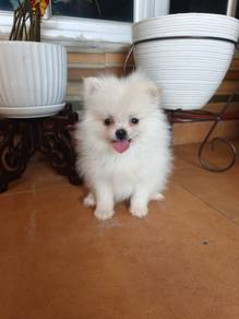 female Pomeranian