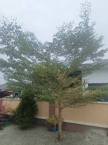 pokok hiasan bucida molineti hijau putih