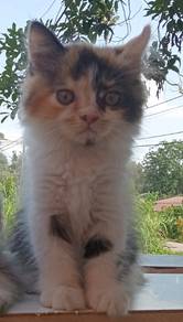 persian