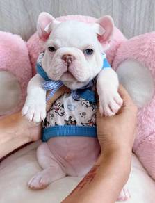 FRENCH BULLDOG PUPPIES VIP275 🌻Cute & Healthy Boy