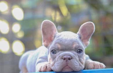 FRENCH BULLDOG PUPPIES VIP278 🌻Cute & Healthy Boy