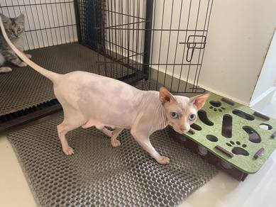 sphynx female on heat