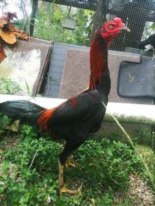 Ayam jantan