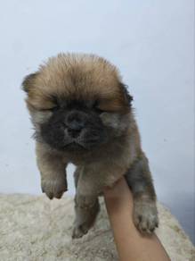 Chow Chow