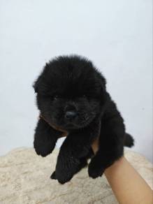Chow chow
