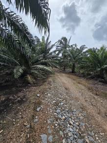 Pontian - Parit Baru Kg Sawah Kebun Sawit 20 Ekar Free Hold Non Bumi