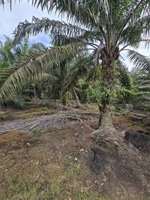 Pontian - Parit Baru Kg Sawah Kebun Sawit 20 Ekar Free Hold Non Bumi