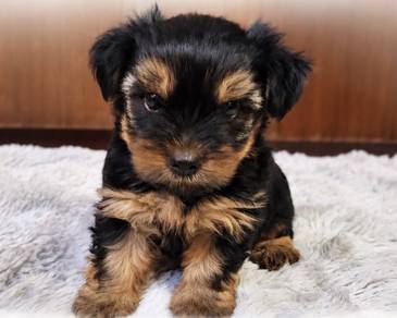 YORKSHIRE TERRIER PUPIES Y42🌻 Adorable Face Girl