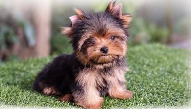 YORKSHIRE TERRIER PUPIES Y44 🌻 Adorable Face Male