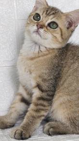 golden Tabby female 