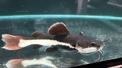 redtail catfish