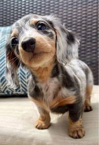 HHT-711 Mini Dachshund long haired dapple