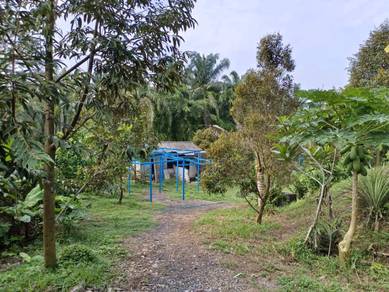 Agriculture land  at Takau – Linggi, (Jalan Linggi), Port Dickson, N9