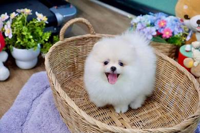 Pomeranian puppies 