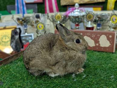 Arnab Netherland Dwarf Rabbit