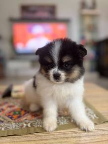Tiny Pomeranian puppies 