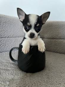 black and white chihuahua