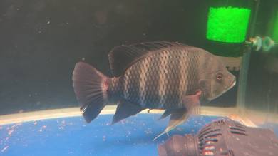 Ikan peliharaan 